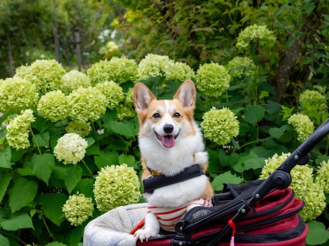 バギーにのって笑みを浮かべる神楽ちゃん（画像提供：コーギーの神楽さん）