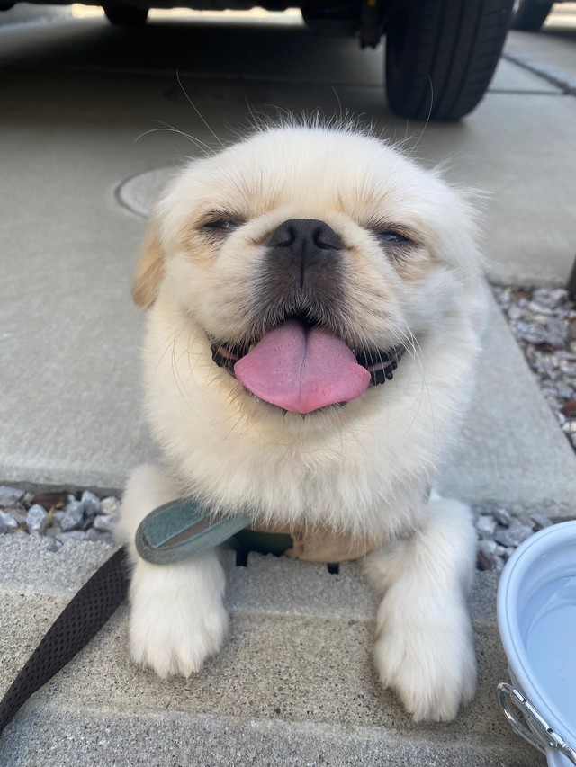 お散歩やおやつを食べた後に見せる満足げな表情（提供：ぽん助さん）