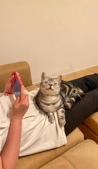 ゲームで遊ぶ飼い主さんの上でまったり（画像提供：あんこともなか 充電ねこさん）