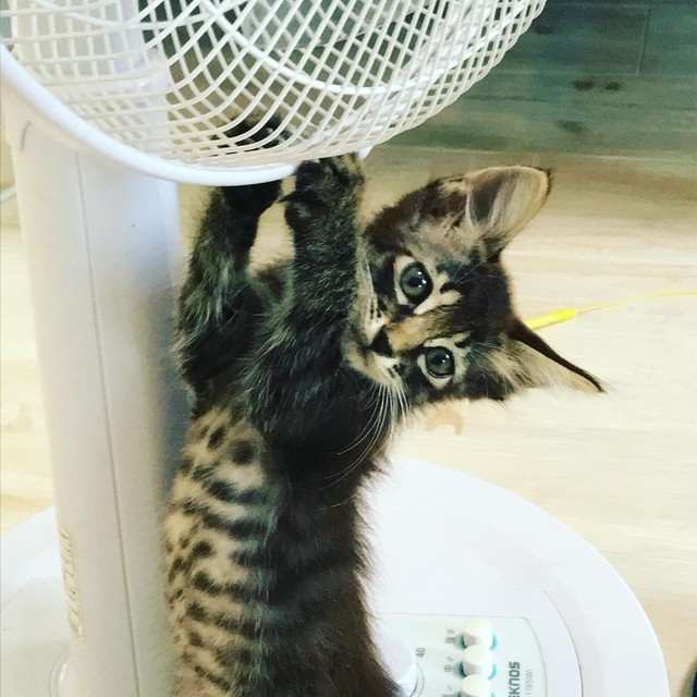 何にでも興味津々だった＝kotonet822さん提供