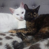 ハクくんはぽてとちゃんが大好き＝tuna.poteto.haku.nekoさん提供

