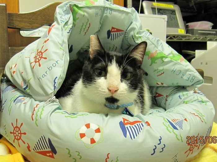 2015年６月27日、トライアルで初めてかずみさん宅に。このときにかずみさんは迎え入れると決めていた