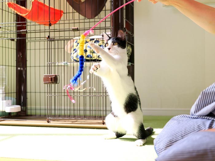 腰が入ったいいパンチだ！ミルクは左利きかな？