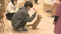 ＼きょうは猫の日／　猫カフェで教わる、触れ合うときのコツ・可愛い写真の撮り方