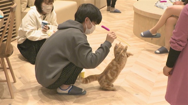 ＼きょうは猫の日／　猫カフェで教わる、触れ合うときのコツ・可愛い写真の撮り方