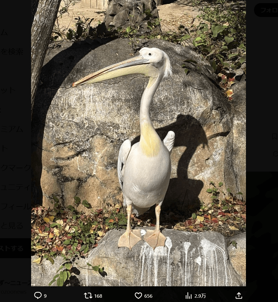 横浜市立金沢動物園の公式X（@kanazawazoo317）アカウントより