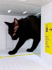 感触を確かめるように地面をカキカキする黒猫・ノアールちゃん（画像提供：ティグノアさん）