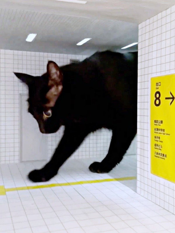 感触を確かめるように地面をカキカキする黒猫・ノアールちゃん（画像提供：ティグノアさん）