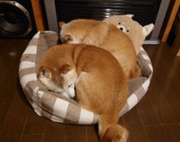 寄り添って寝ると温かいね＝茶々丸一家さん（@chachamaru0803）提供