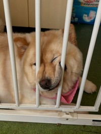 実は昔から癖なんです…！（提供：@chowchow_boo0125さん）