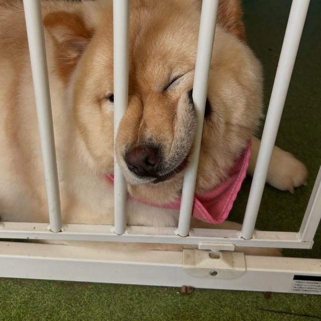 実は昔から癖なんです…！（提供：@chowchow_boo0125さん）