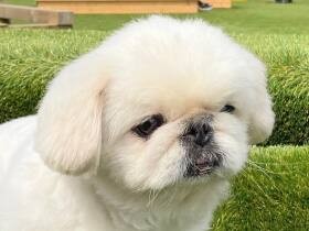 おちゃめでぶさかわ　譲渡会で出会ったペキニーズ「ぷっち」は愛され上手