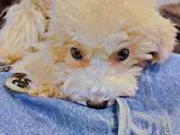 術後、パパのお腹の上から動かなかったボサノヴァちゃん（画像提供：犬を見てさん）