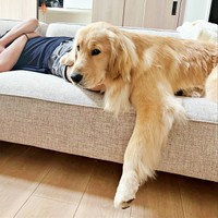 寝ている飼い主さんのうえにのってくつろぐ心晴ちゃん（画像提供：ゴールデンレトリバーの心晴（こはる）さん）