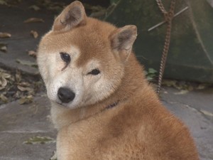柴犬の遺棄、徳島で相次ぐ　声帯切られた個体も？取材で見えたペットビジネスの「闇」