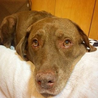 普段のニコラス