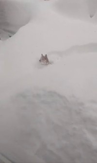 札幌市内の民家の庭とは思えないほどの大雪にはしゃぐ柴犬、豆くん（動画からキャプチャー／提供：山さん）