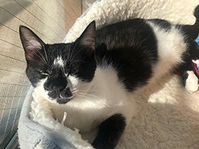 保護猫カフェ出身の「ちょび」、本気で遊んで甘え上手