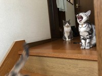 個性あふれる猫たちと共に暮らすモリスさん一家