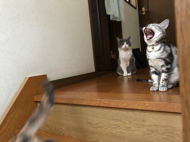 個性あふれる猫たちと共に暮らすモリスさん一家