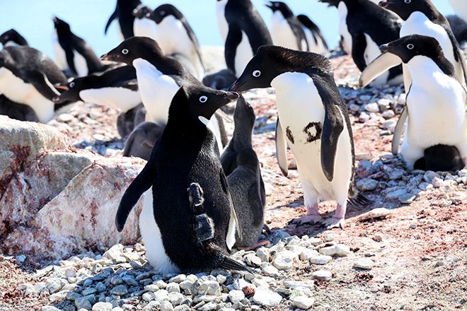 Researchers look into Antarctic waters with help from penguins