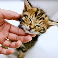 保護時、衰弱しきっていたちびすけくん（画像提供：あるくきくらげさん）