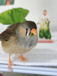 サラダ菜を食べるキンカチョウの「しめじ」ちゃん（画像提供：ハクサイーヌ（固定）@レタスの飼い主さん）