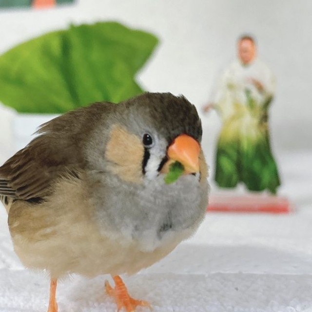 サラダ菜を食べるキンカチョウの「しめじ」ちゃん（画像提供：ハクサイーヌ（固定）@レタスの飼い主さん）