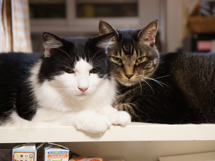 大柄メンズのカツオとあんず「俺たちラブ」