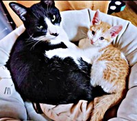 猫ベッドで一緒にくつろぐ（左から）篤くん、美晴ちゃん（画像提供：Atsusi_Miharuさん）