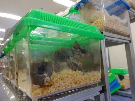 コロナウイルスの脅威　野生動物の取引とふれあいに規制を