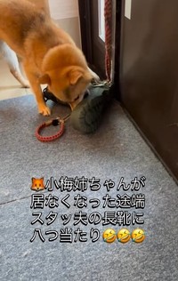 こうめちゃんに怒られた後、悔しくて長靴をカジカジするすももちゃん（柴犬三姉妹の飼い主さん提供、IInstagramよりキャプチャ撮影）