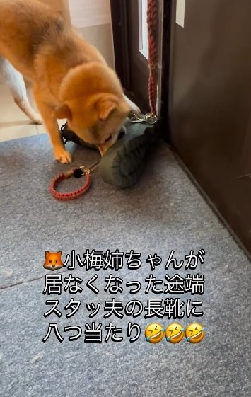 こうめちゃんに怒られた後、悔しくて長靴をカジカジするすももちゃん（柴犬三姉妹の飼い主さん提供、IInstagramよりキャプチャ撮影）