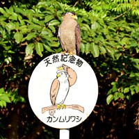 標識の上にとまったカンムリワシ（画像提供：gentilisさん）