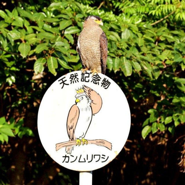 標識の上にとまったカンムリワシ（画像提供：gentilisさん）