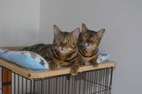 榎くん(左)と椛ちゃん。本当にそっくり！