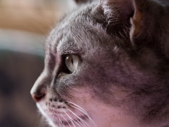 ペットと避難①　備えと覚悟が必要　準備のポイントは？