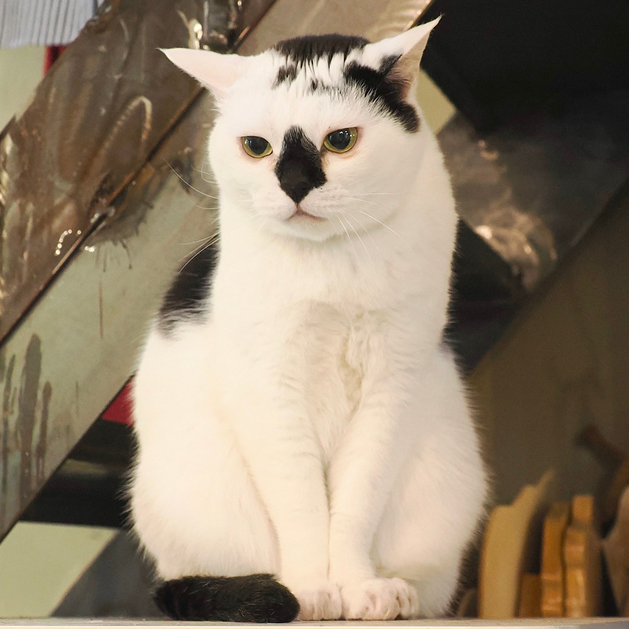 猫ちゃんの足(奇跡のハート)