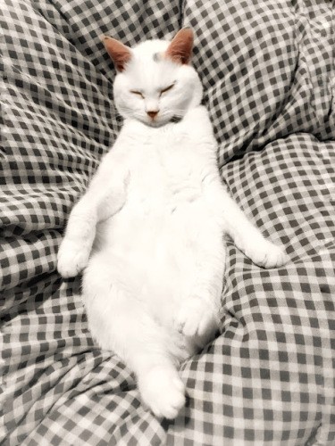 「猫は寝てもさまになるニャ」（吉田さん撮影）