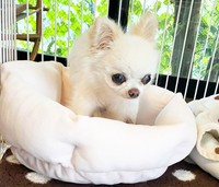 ロンちゃんに新しい家族が見つかりました