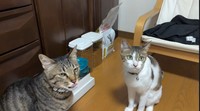 ふたりは保護猫…血のつながった兄妹です（飼い主さん提供、Instagramよりキャプチャ撮影）