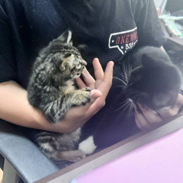 Rくんのお膝を取り合うトントンくんとヤンヤンくん。仲良くねー