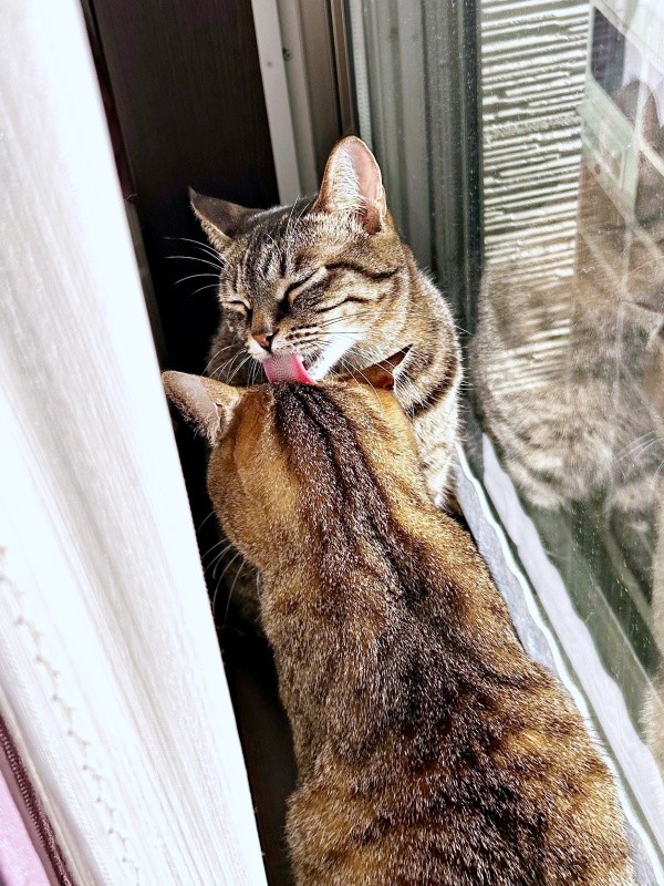 窓辺で楓ちゃんの毛づくろいをする椿ちゃん（画像提供：ねここさん）