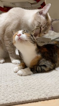 寄り添う兄妹＝meifu_waさん提供