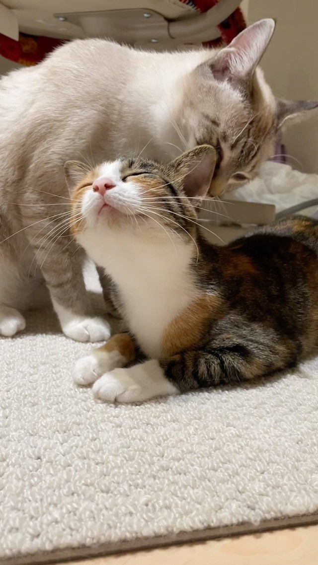 寄り添う兄妹＝meifu_waさん提供