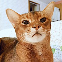 幼少期の猫風邪で右目に後遺症が残った猫さん（画像提供：もかんさん）