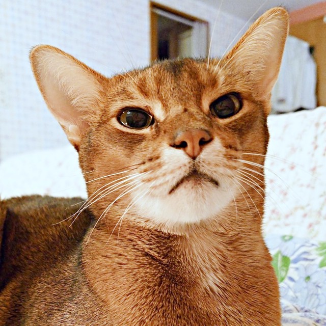 幼少期の猫風邪で右目に後遺症が残った猫さん（画像提供：もかんさん）