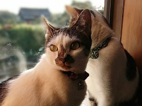 物置小屋で保護 ミックス猫の「おまめちゃん」と「ぜんちゃん」