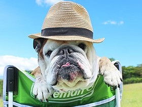 呼んだら手をあげて返事　イングリッシュブルドッグ「ジョーイ」