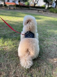 背中に尻尾の跡がついたところ＝ぺんたさん（@penta_pomepu）提供